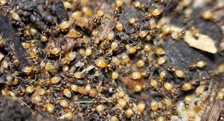 Hayalet Karıncaları Nasıl Öldürürsünüz?