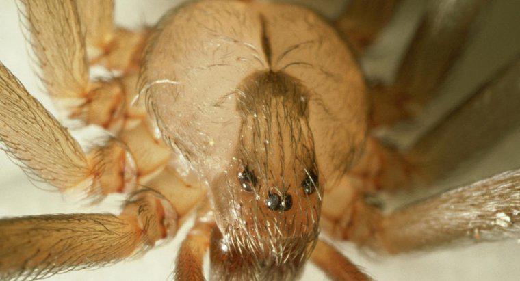 Brown münzevi örümceği nasıl tespit edebilirsiniz?
