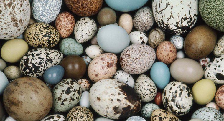 Hangi Hayvanlar Yumurtlar?