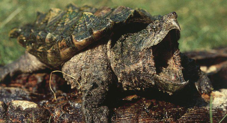 Timsah Tutma Kaplumbağalar Ne Yiyor?