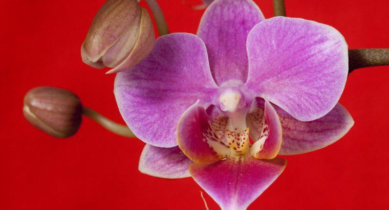 Orkide Zehirli midir?