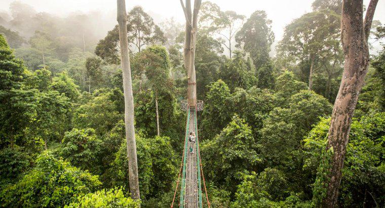 Tropikal Yağmur Ormanlarında İklim Nasıldır?