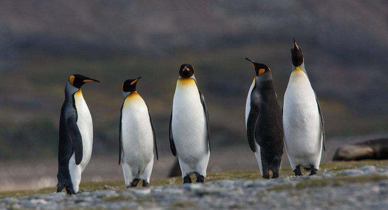 Penguenler Antartika'da Nasıl Kurtulur?
