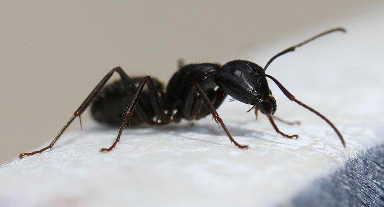 Marangoz karıncaları nasıl yok ediyorsun?
