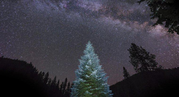 Dünyanın En Büyük Yaşayan Noel Ağacı Nedir?