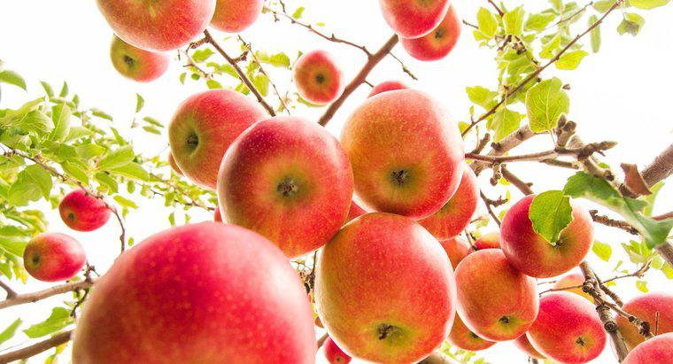 Elma Ağaçları Ne Kadar Elma Üretir?