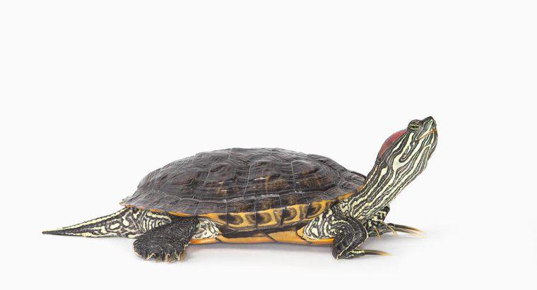 Sarı göbek kaymak kaplumbağalar ne yemek?