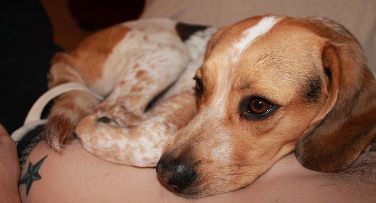 Bluetick Beagleların Bazı Özellikleri Nelerdir?