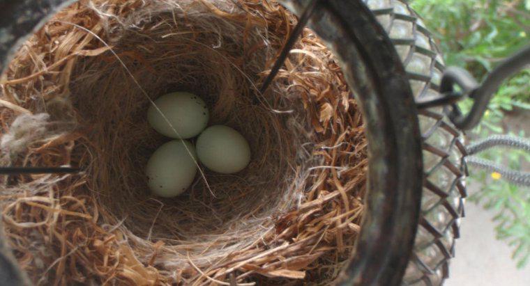 Finch Eggs'in Hatch'e Çıkması Ne Kadar Sürer?