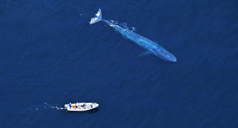 Neden insanlar mavi balinaları öldürür?