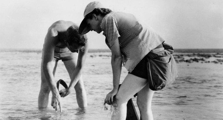 Rachel Carson'ın Kardeşlerinin İsimleri Neydi?