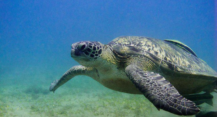 Kaplumbağalar Suyun altında Ne Kadar Kalır?