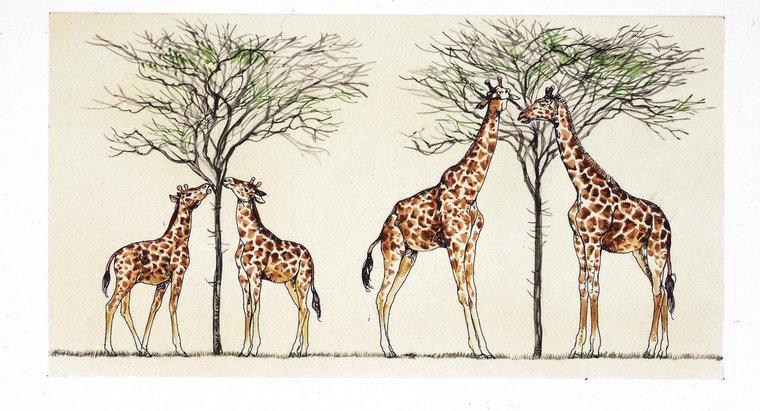 Lamarck, Zürafaların Niçin Uzun Bağları Olduğunu Açıkladı?
