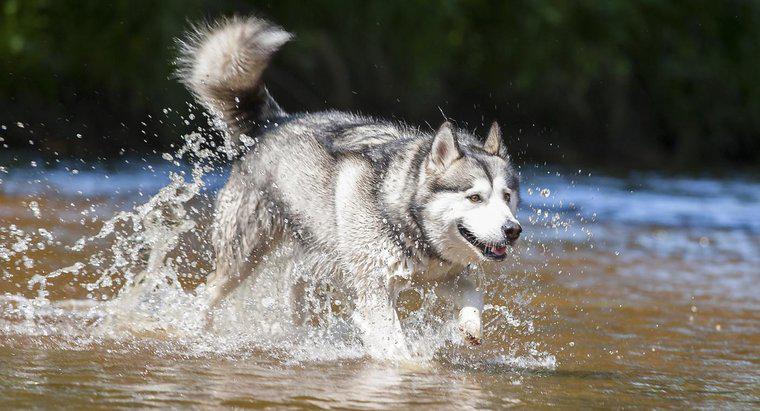 Huskies'e benzeyen bazı köpek ırkları nelerdir?
