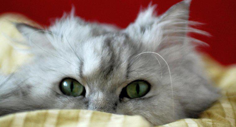 Farsça Bir Kedinin Ortalama Yaşam Süresi Nedir?