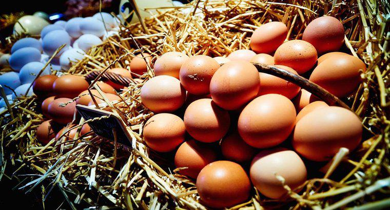 Yumurtalar Süt Ürünleri Olarak Değerlendirilir mi?