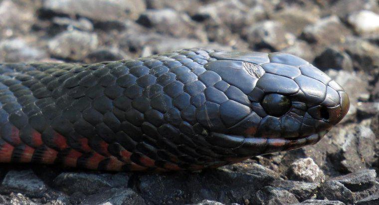 Kırmızı karınlı kara yılan nedir?