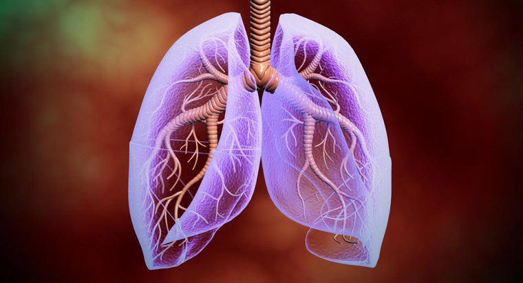 İnsan Vücudunda Akciğerler Nerede?