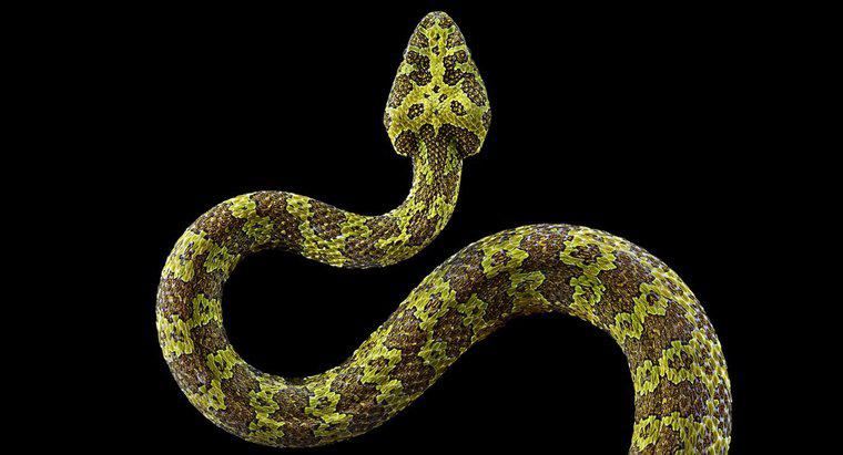 Bir yılan ne kadar büyüyebilir?
