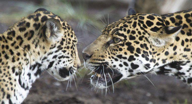 Jaguarlar Nasıl İletişim Kurar?