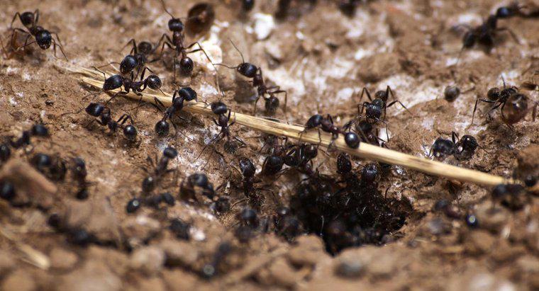 Bir marangoz karınca istilası belirtileri nelerdir?