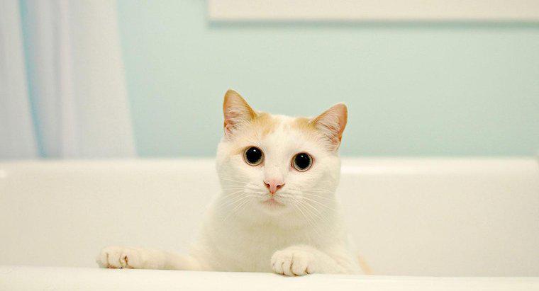 Kedilerin banyoya ihtiyacı var mı?