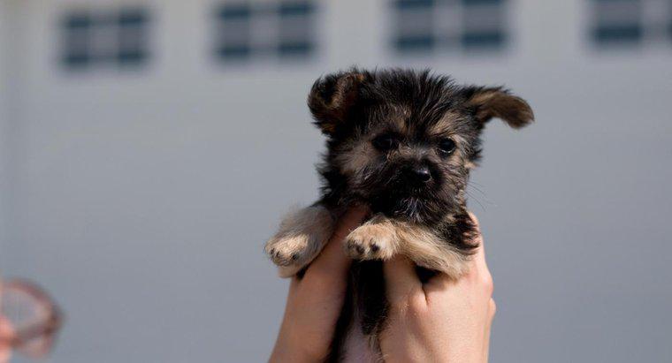 Kabul etmek için Malta-Yorkie Mix kurtarma köpek yavrusu nasıl buluyorsun?