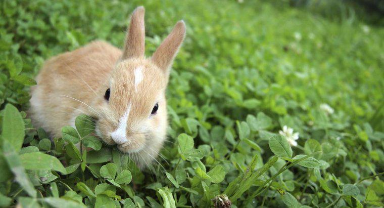 Tavşanlar Ne Tür Yemek Yiyorlar?
