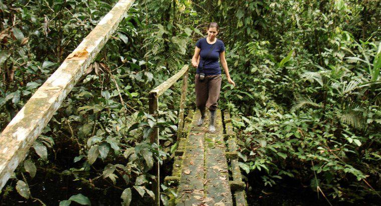 Amazon Yağmur Ormanlarında İklim Nasıldır?