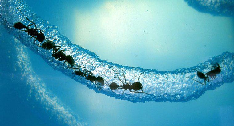 Bir karınca ne kadar su altında hayatta kalabilir?