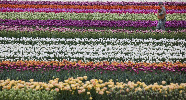Hollanda'nın Ulusal Çiçeği Nedir?