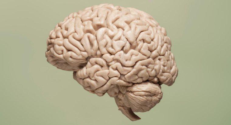 Beyindeki Oksijen Eksikliği Ne Sebeptir?
