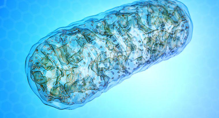 Mitokondri Neden Hücrenin Güç Santralidir?