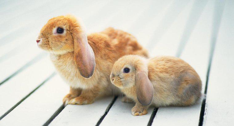 Mini Lop Tavşanı Ne Kadar Büyür?