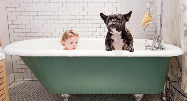 Köpekler Neden Banyo Yaptıktan Sonra Kokuyor?