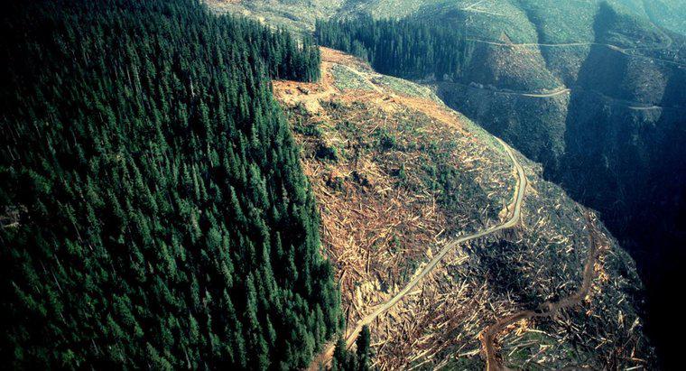 Ormansızlaşma ve Toprak Erozyonu Sel ve Kuraklıklara Neden Olur mu?