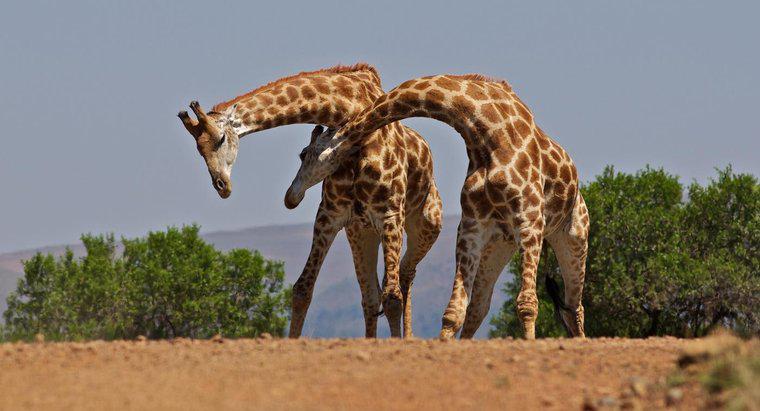 Bir Zürafa Boynunda Kaç Kemik Var?