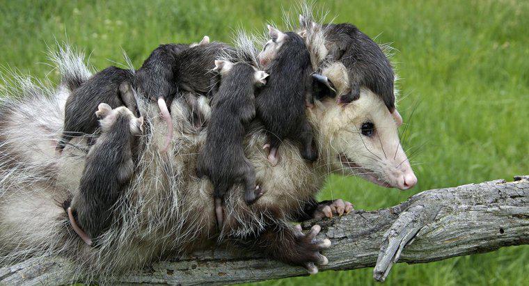 Yenidoğan Opossum'un Bakımı Ne Gerekir?