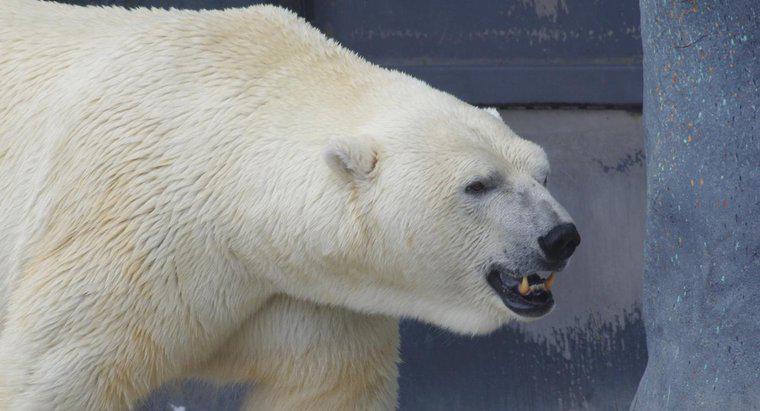 Bir kutup ayısı ne yiyor?