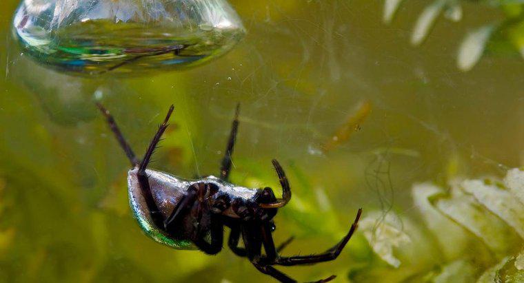 Su Örümcekleriyle İlgili Bazı İlginç Gerçekler Nelerdir?