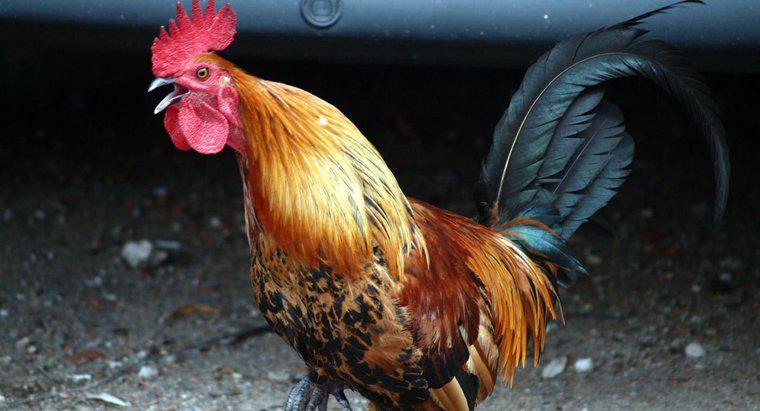 Tavuk ve Horoz Arasındaki Fark Nedir?
