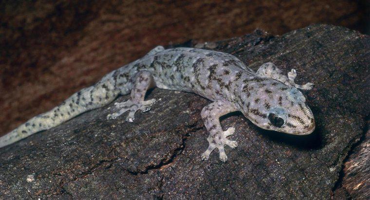 Mermer Gecko için ne düşünüyorsun?