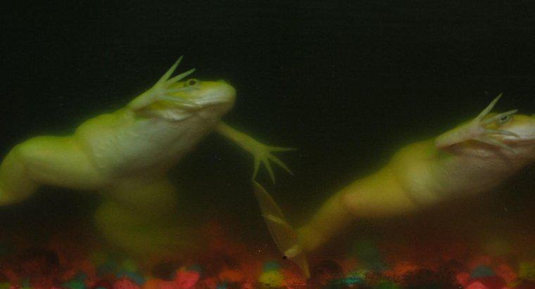 Kurbağalar Ne Kadar Nefesini Suyun Altında Tutabilir?