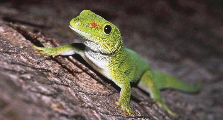 Farklı Geckos Türlerini Nasıl Belirlersiniz?