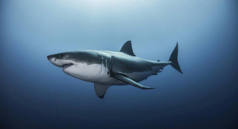 Büyük Beyaz Köpekbalığının Habitatı Nedir?
