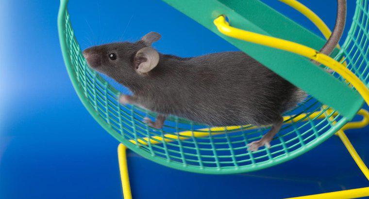 Bir fare ne kadar hızlı çalışabilir?