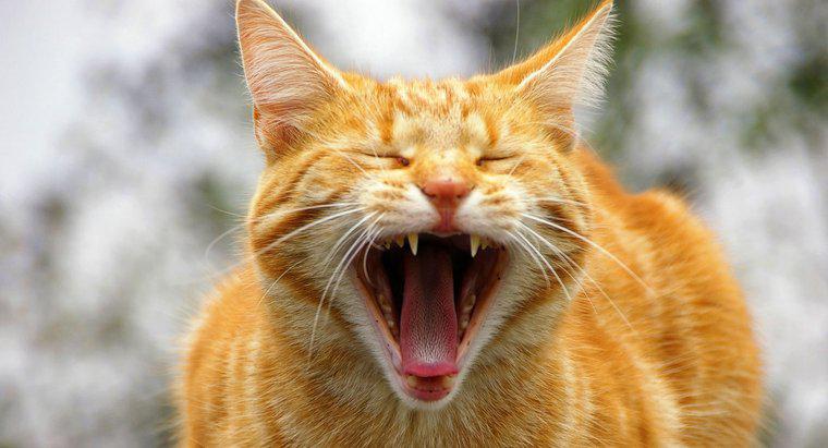 Bir kedi kaç ses yapabilir?