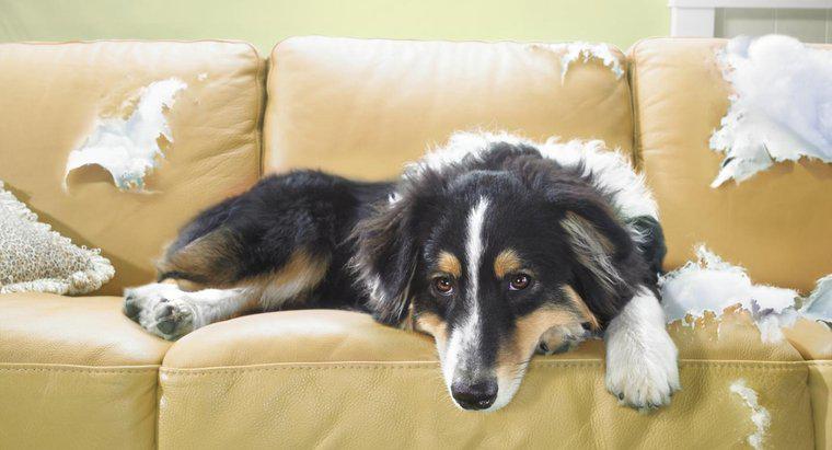 Köpekleri mobilyadan uzak tutmak için bazı çözümler nelerdir?