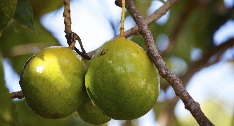 Meyve Vermeleri İçin İki Avokado Ağacı Dikmek Gerekiyor mu?
