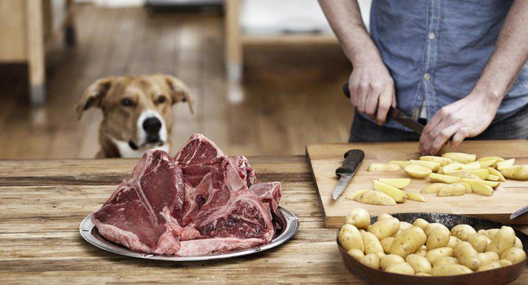 Köpekler Biftek Kemikleri Yebilir mi?